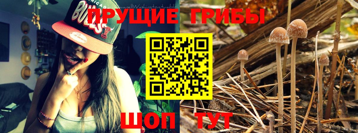 Аксай  Галлюциногенные грибы MAGIC MUSHROOMS  Вход с VPN  купить наркоту  Галлюциногенные грибы мицелий 
